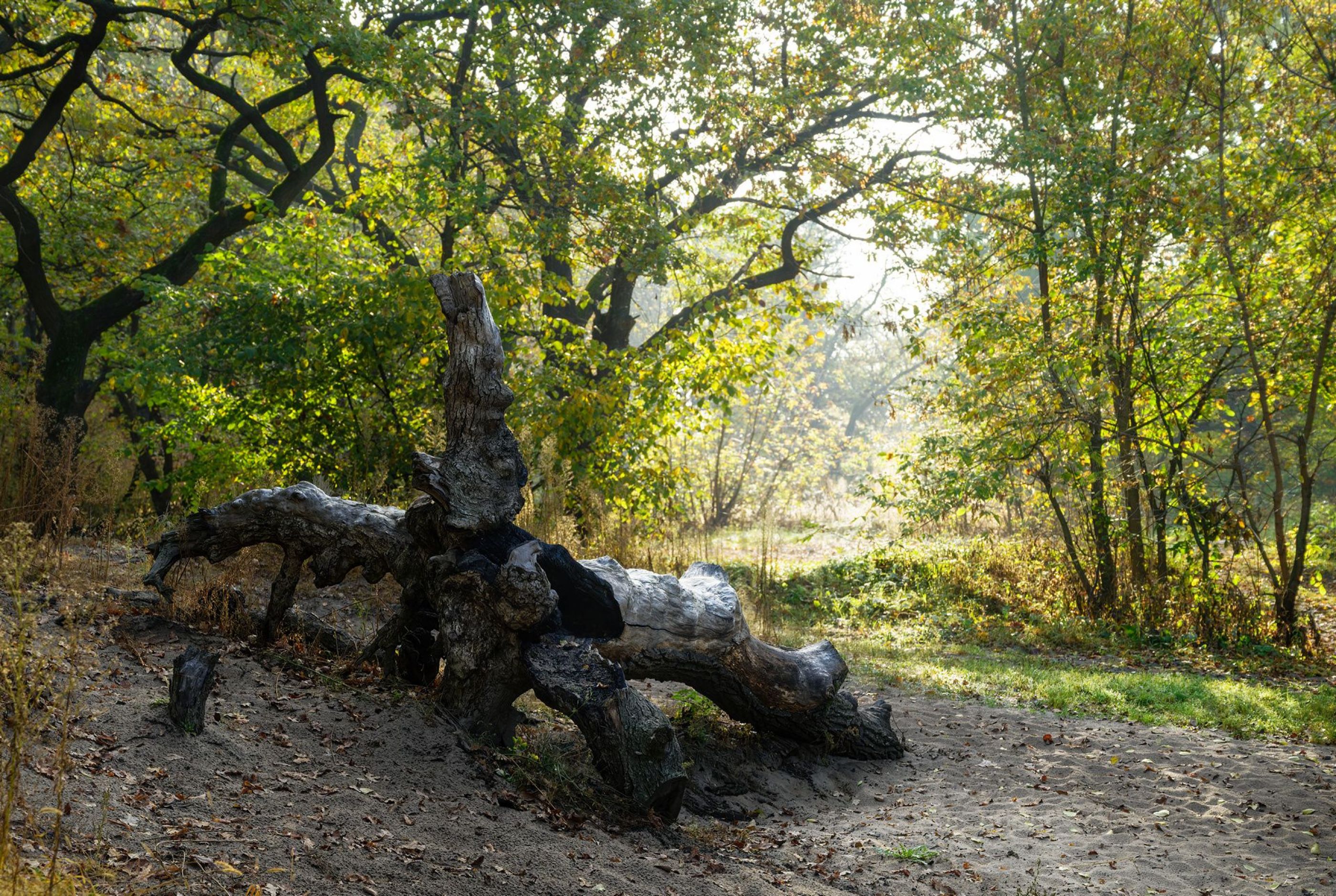 Страж земли сказочной